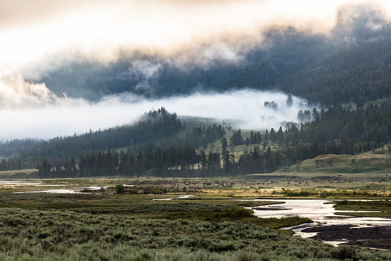 Bison herd grazing in Lamar Valley on a foggy Yellowstone morning
