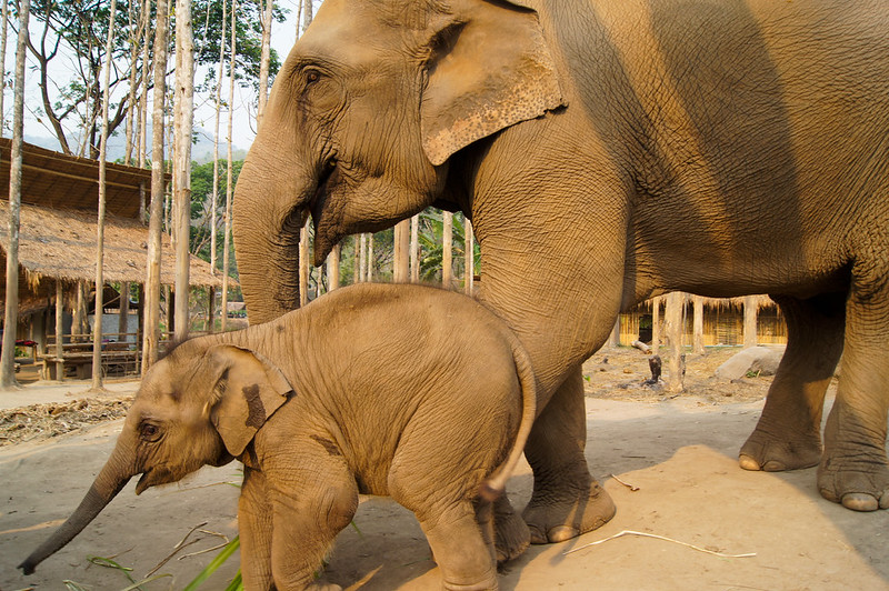 Elephant at a sanctuary near Chiang Mai Northern Thailand