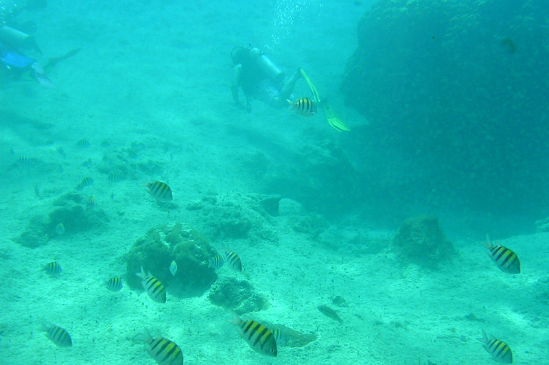 Snorkeler exploring colorful coral reef in the crystal clear Caribbean sea near Cozumel Mexico