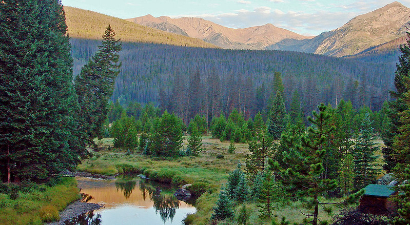 Elk grazing in a mountain meadow in Rocky Mountain National Park