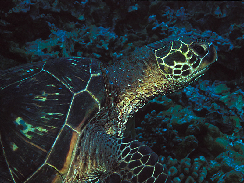 Green sea turtle swimming near Ulua Beach on Maui