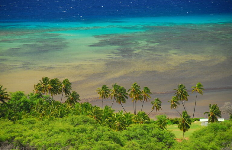 Palm trees over a turquoise Hawaii beach and ocean