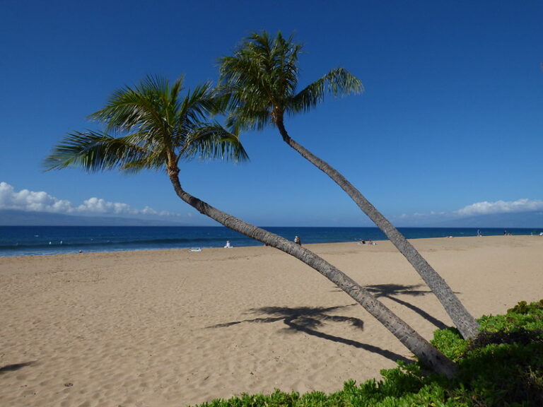 Golden sand and palm trees at Kaanapali Beach on Maui