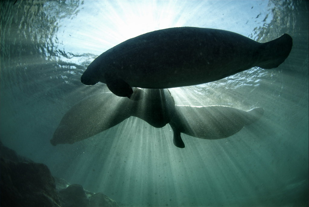 Florida manatee swimming at Crystal River National Wildlife Refuge near Orlando
