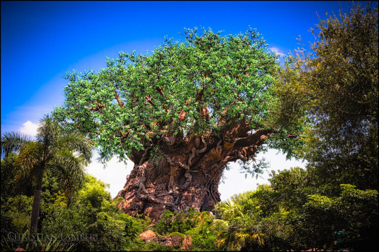 Tree of Life at Animal Kingdom Orlando Florida