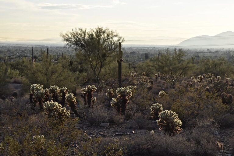 Tall saguaro cactus in the Sonoran Desert landscape near Scottsdale Arizona