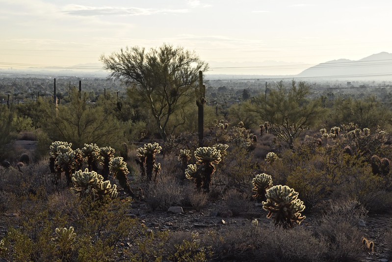 Tall saguaro cactus in the Sonoran Desert landscape near Scottsdale Arizona