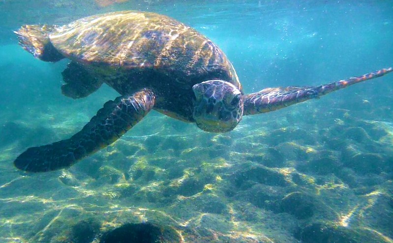 Snorkeler exploring colorful tropical fish and coral reef in Maui Hawaii