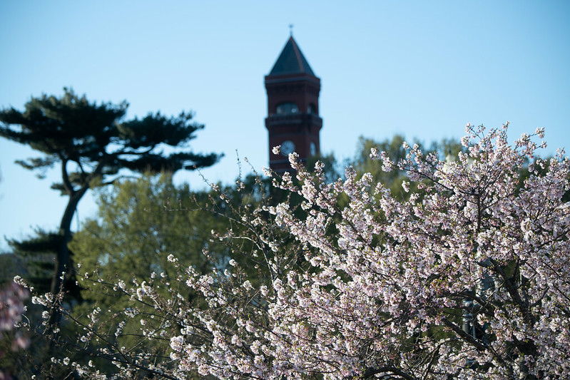 Cherry blossom trees blooming around the Tidal Basin in Washington DC in spring