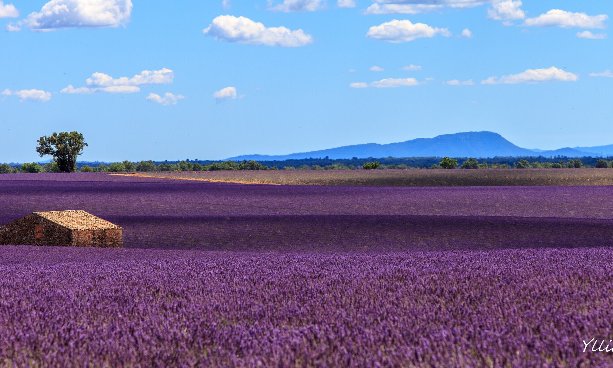 Rows of purple lavender in bloom on the Valensole plateau in Provence, France