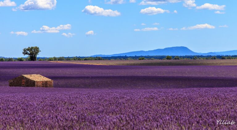 Rows of purple lavender in bloom on the Valensole plateau in Provence, France