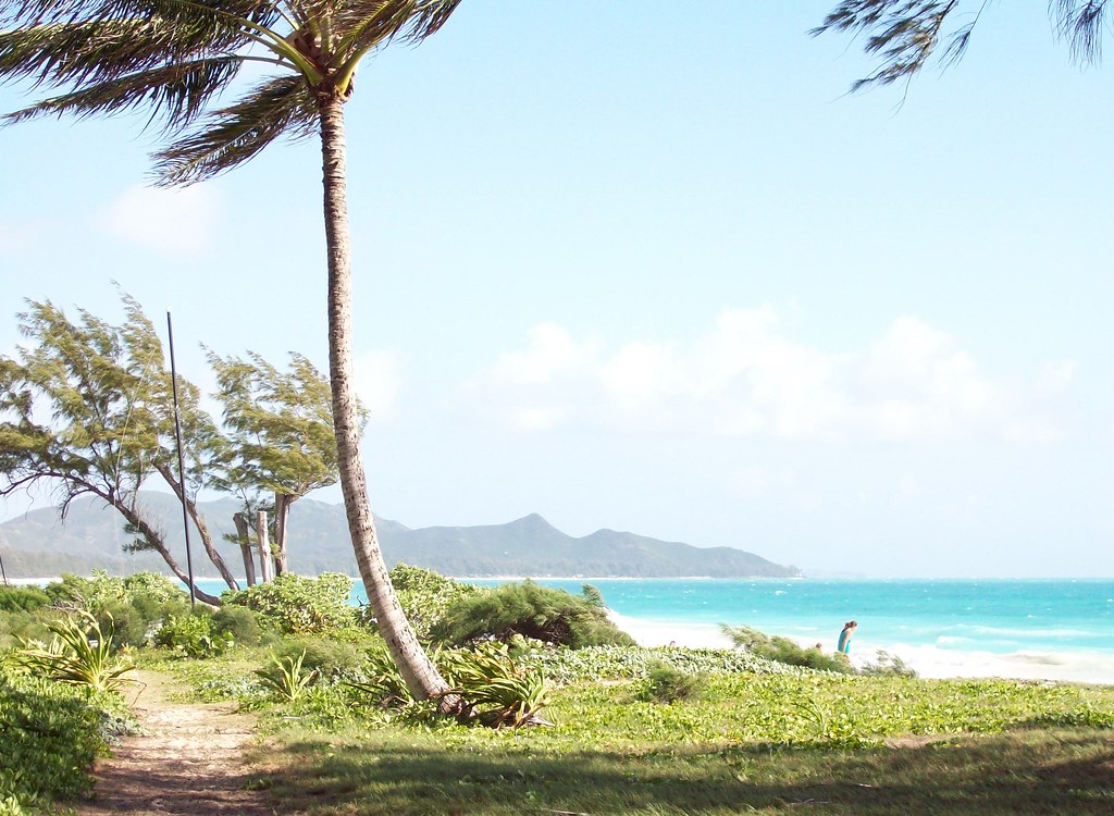 Palm tree framing a turquoise Hawaii beach under a bright blue sky