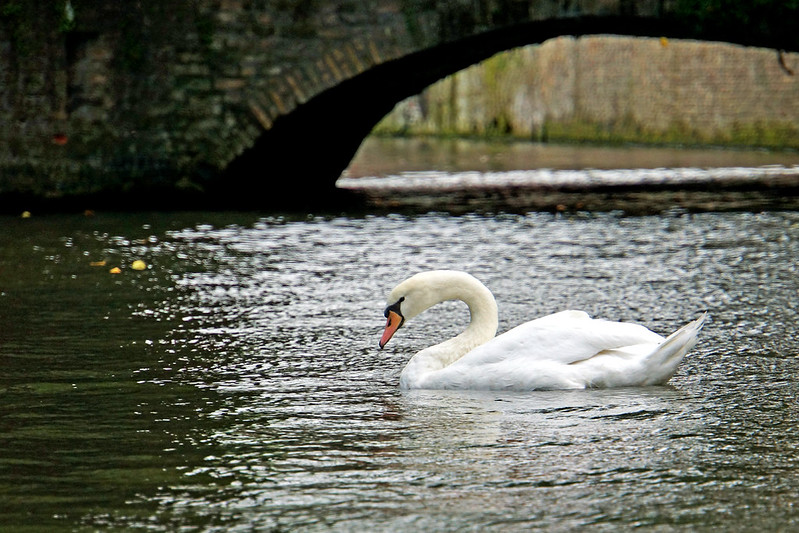 White swan gliding under a stone bridge on a green Bruges canal