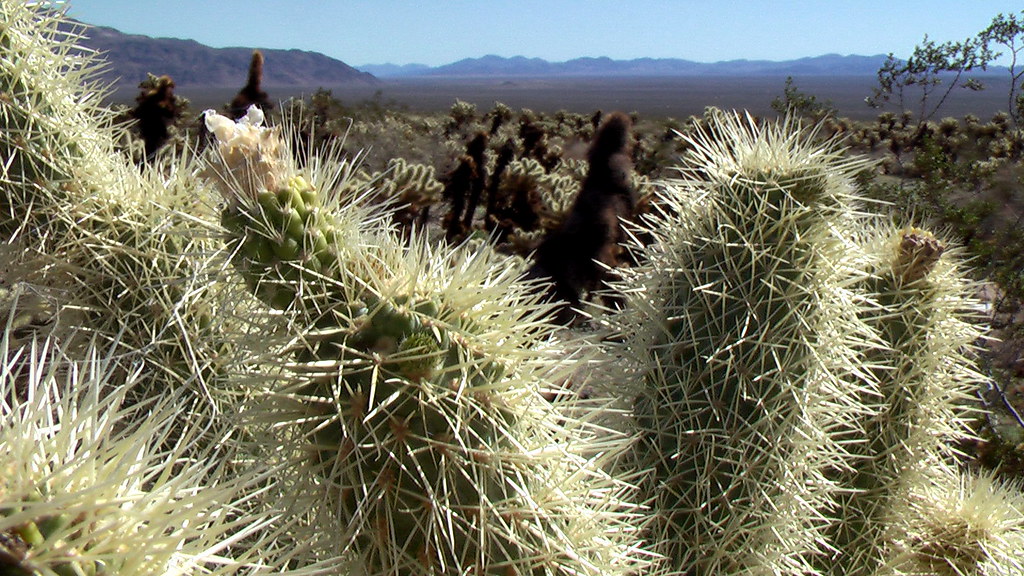 Teddybear cholla cactus clustered in the Cholla Cactus Garden at golden hour