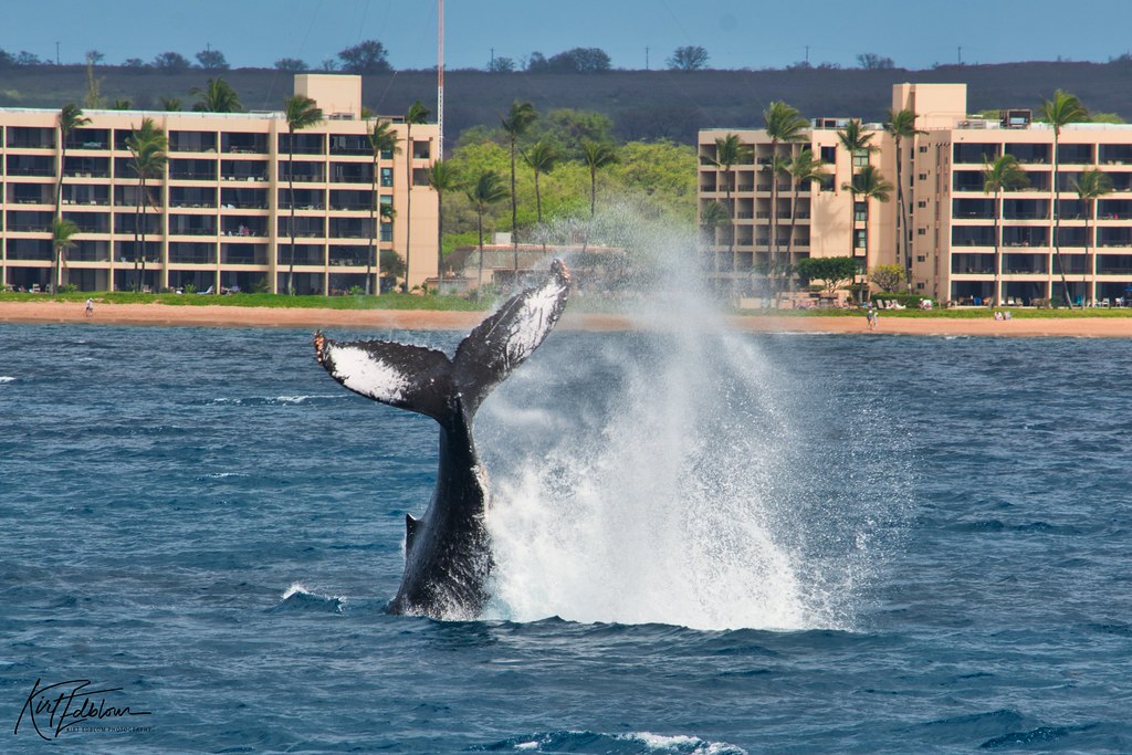 Humpback whale slapping its tail off the Maui coast during Hawaii whale season