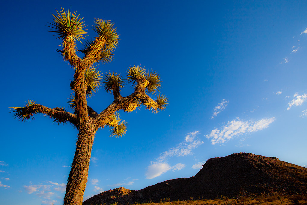 Iconic Joshua tree standing against a bright blue desert sky