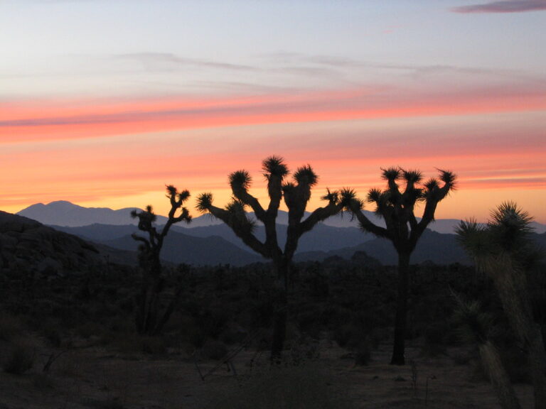 Joshua trees silhouetted against a colorful desert sunset in Joshua Tree National Park