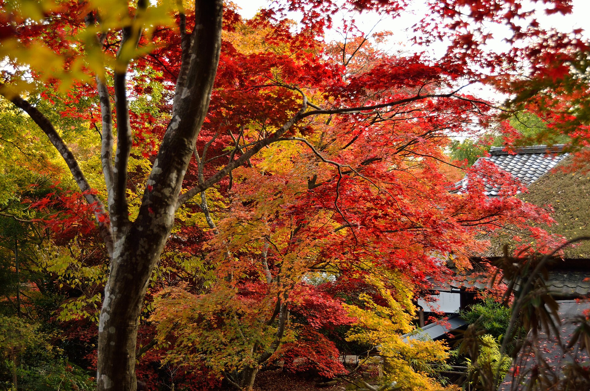 Brilliant red and gold autumn maple foliage at a temple garden in Kyoto, Japan