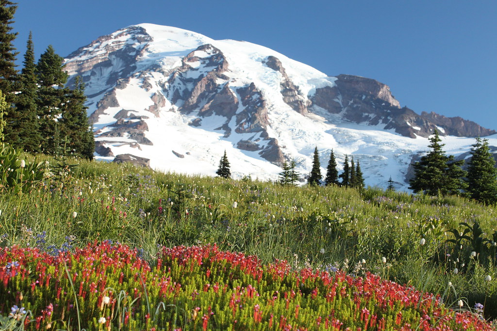 Snow-capped Mount Rainier rising above a summer wildflower meadow at Paradise