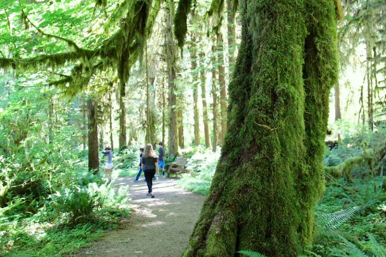 Mossy old-growth trees along a trail in the Hoh Rain Forest, Olympic National Park