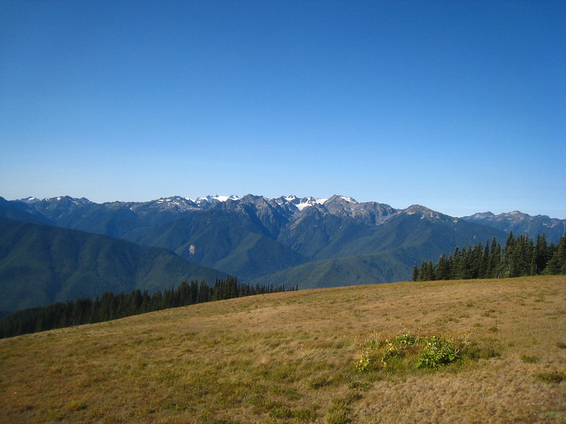 Alpine meadow below snow-capped peaks at Hurricane Ridge, Olympic National Park