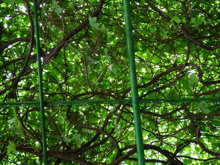 Vine trellises shading a traditional taverna in the harbor area of Corfu Old Town, Greece