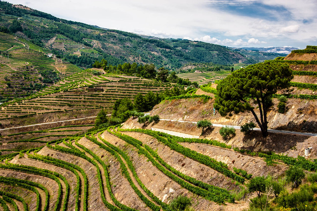 Terraced vineyards descending to the Douro River in northern Portugal