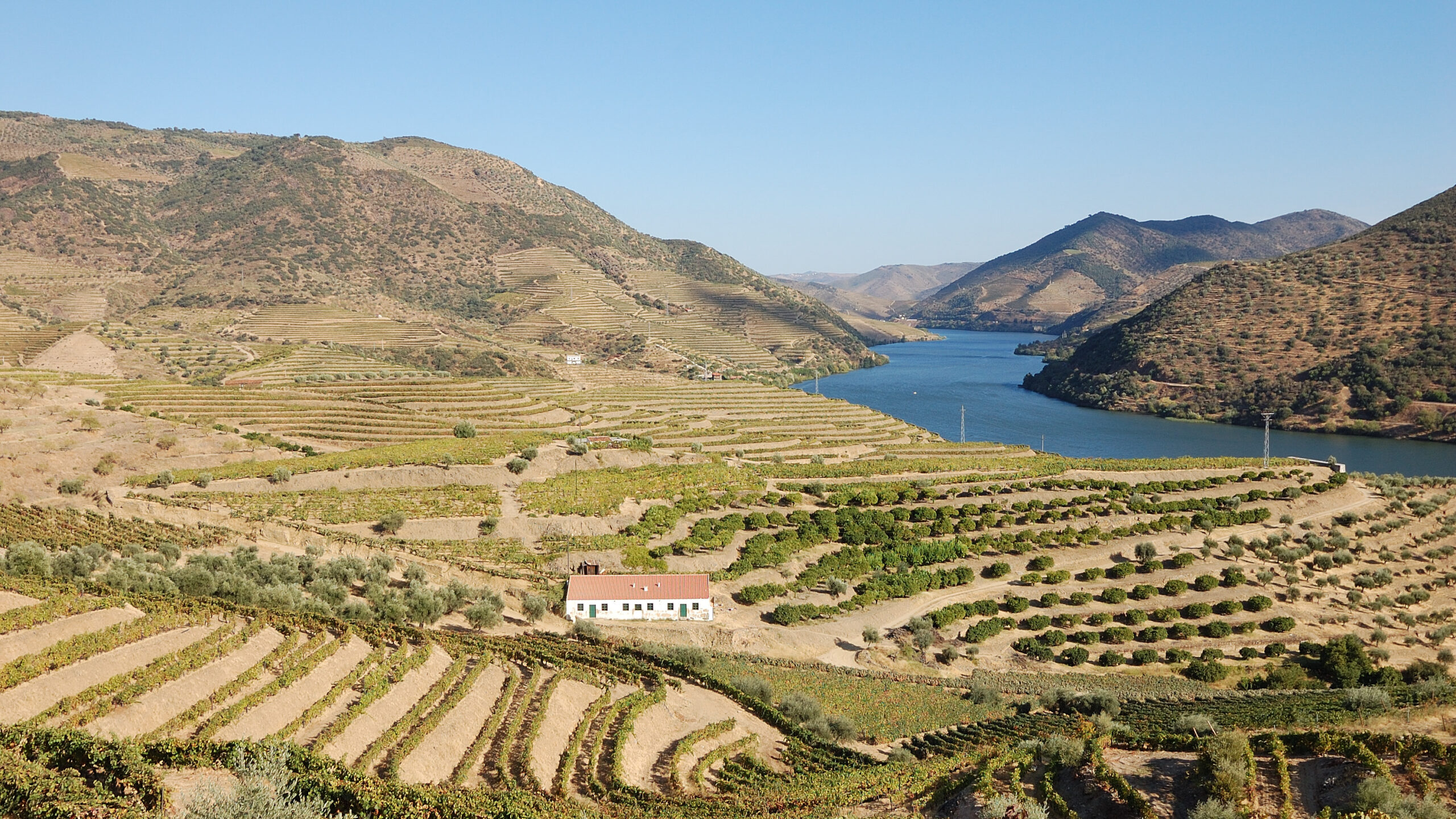 Terraced vineyards stacked up the hillsides above the Douro River in northern Portugal
