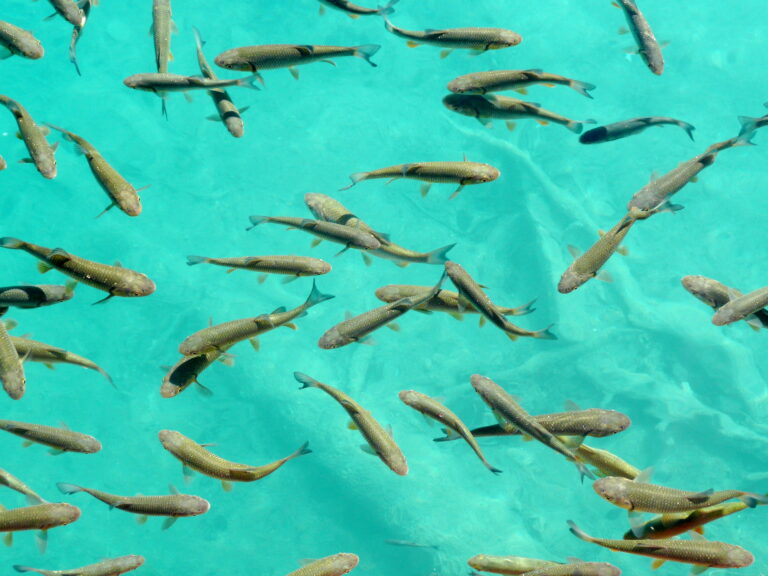 Fish swimming in the impossibly clear turquoise water at Plitvice Lakes National Park, Croatia