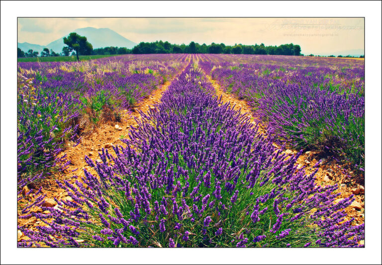 Rows of blooming lavender stretching to the horizon in Provence France