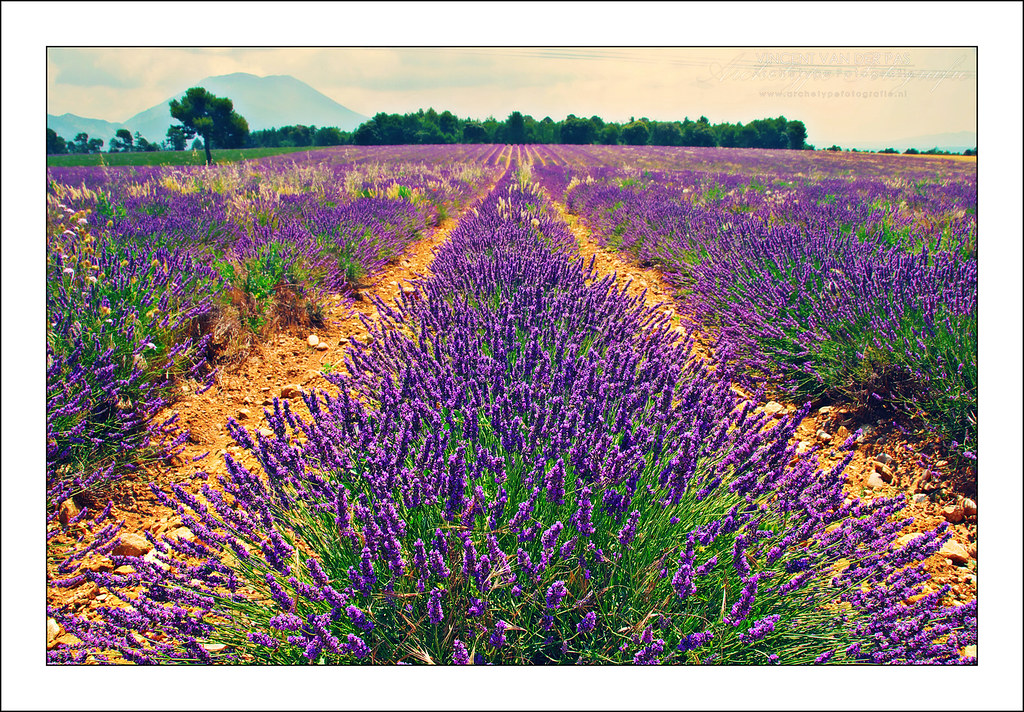 Rows of purple lavender stretching across a Provence field