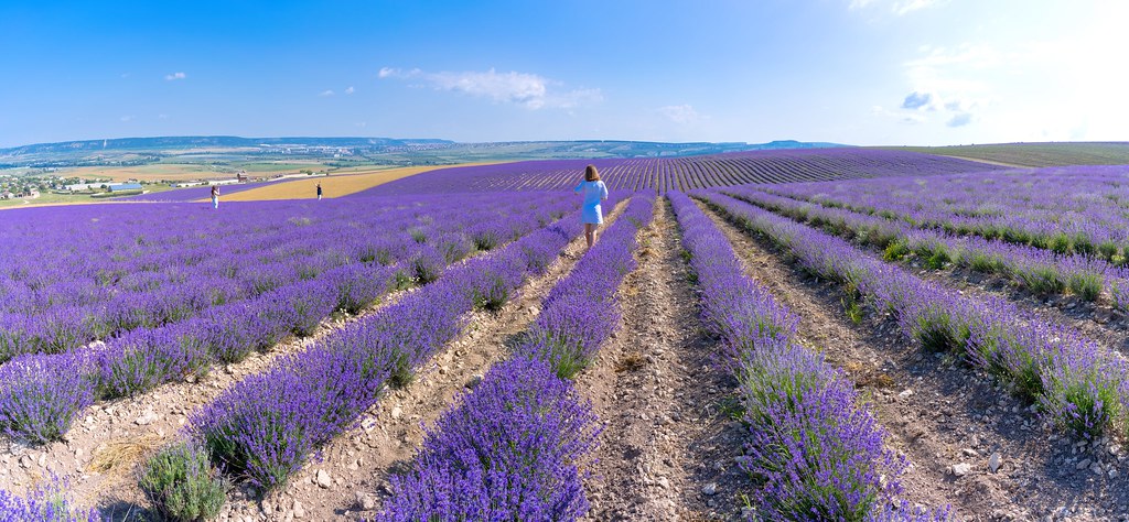 Rows of purple lavender stretching to the horizon in Provence France