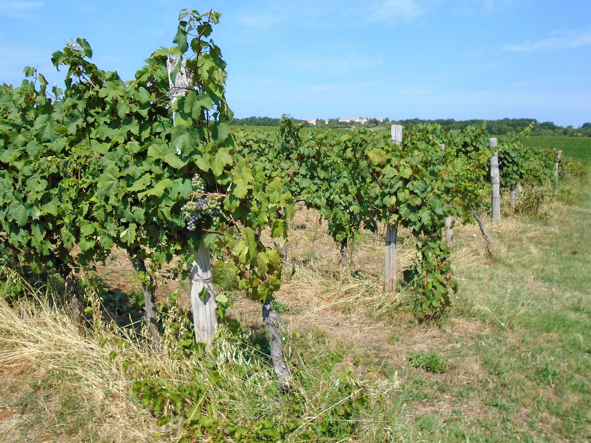 Ripe Teran grapes on the vine in an Istrian vineyard, the local Croatian red wine grape