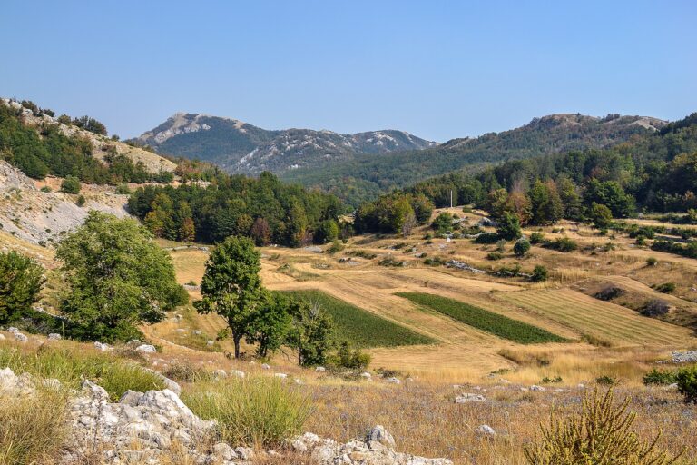 Limestone ridges and pine forest in Lovcen National Park above the Bay of Kotor