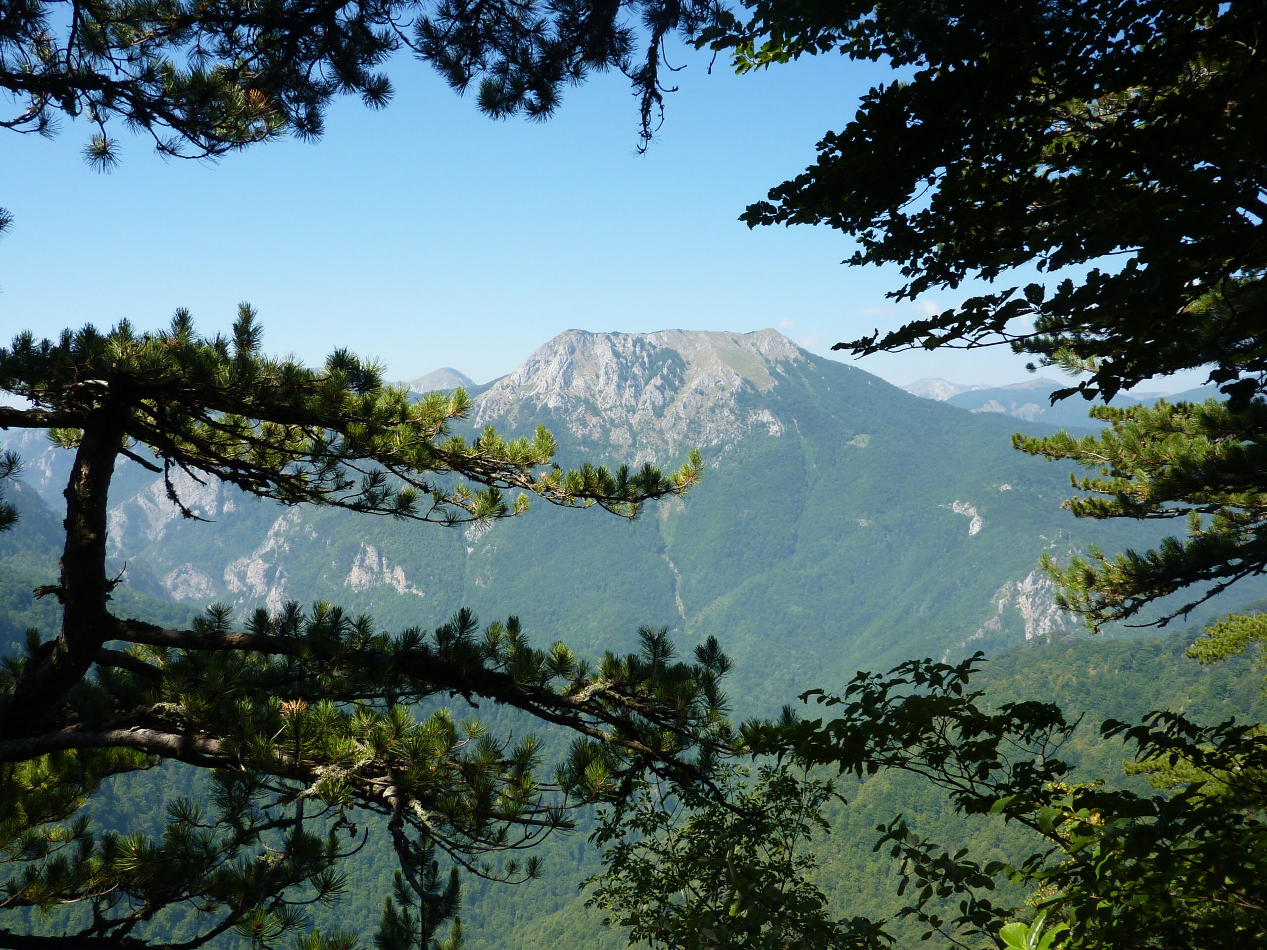 Tall old growth trees inside the Perucica primeval forest reserve
