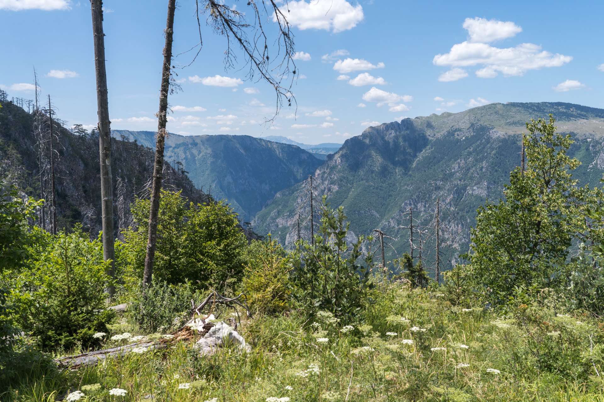 The Tara River Canyon cutting through the mountains near Durmitor National Park