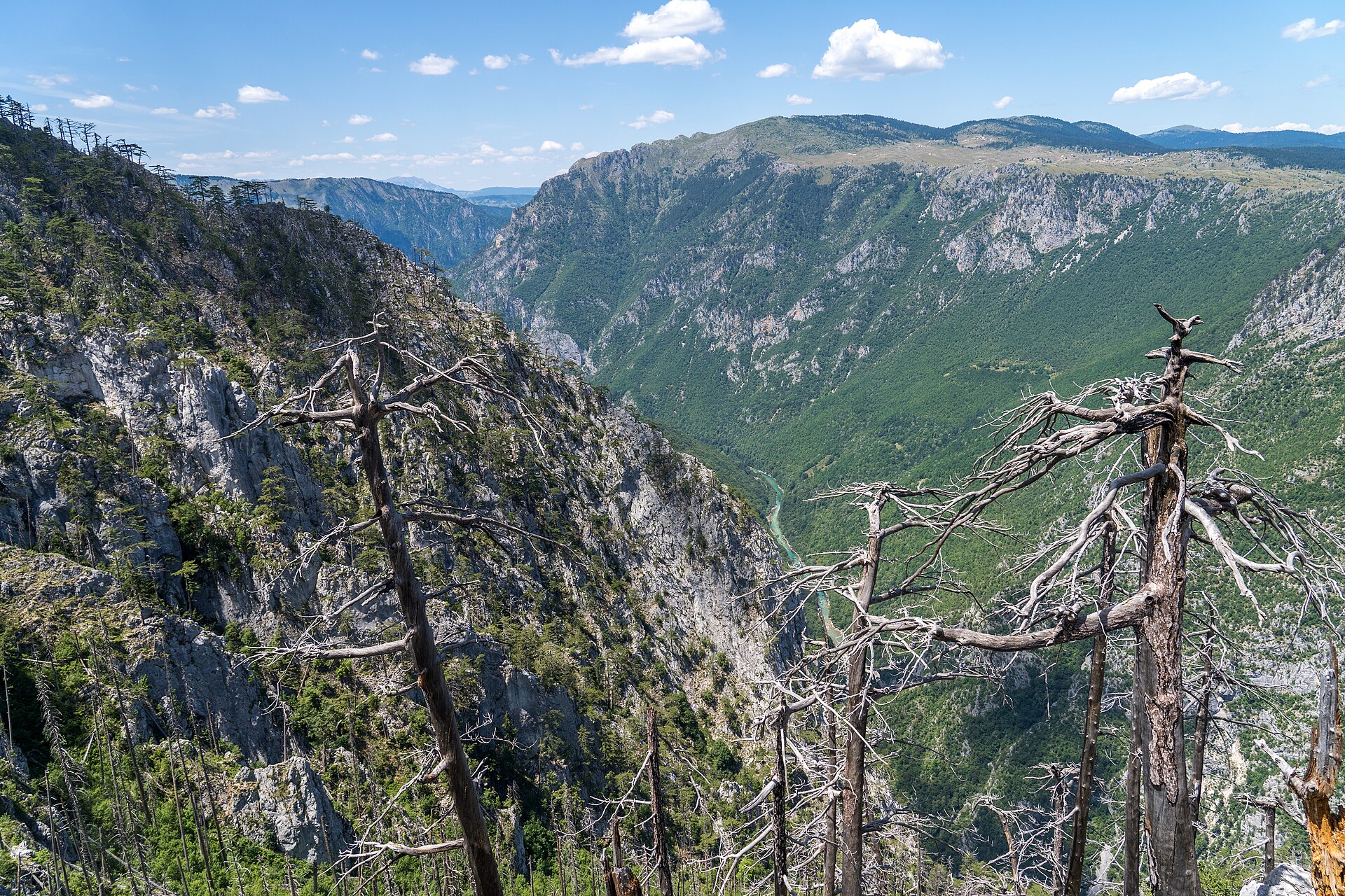 The Tara River Canyon cutting deep between forested cliffs in northern Montenegro