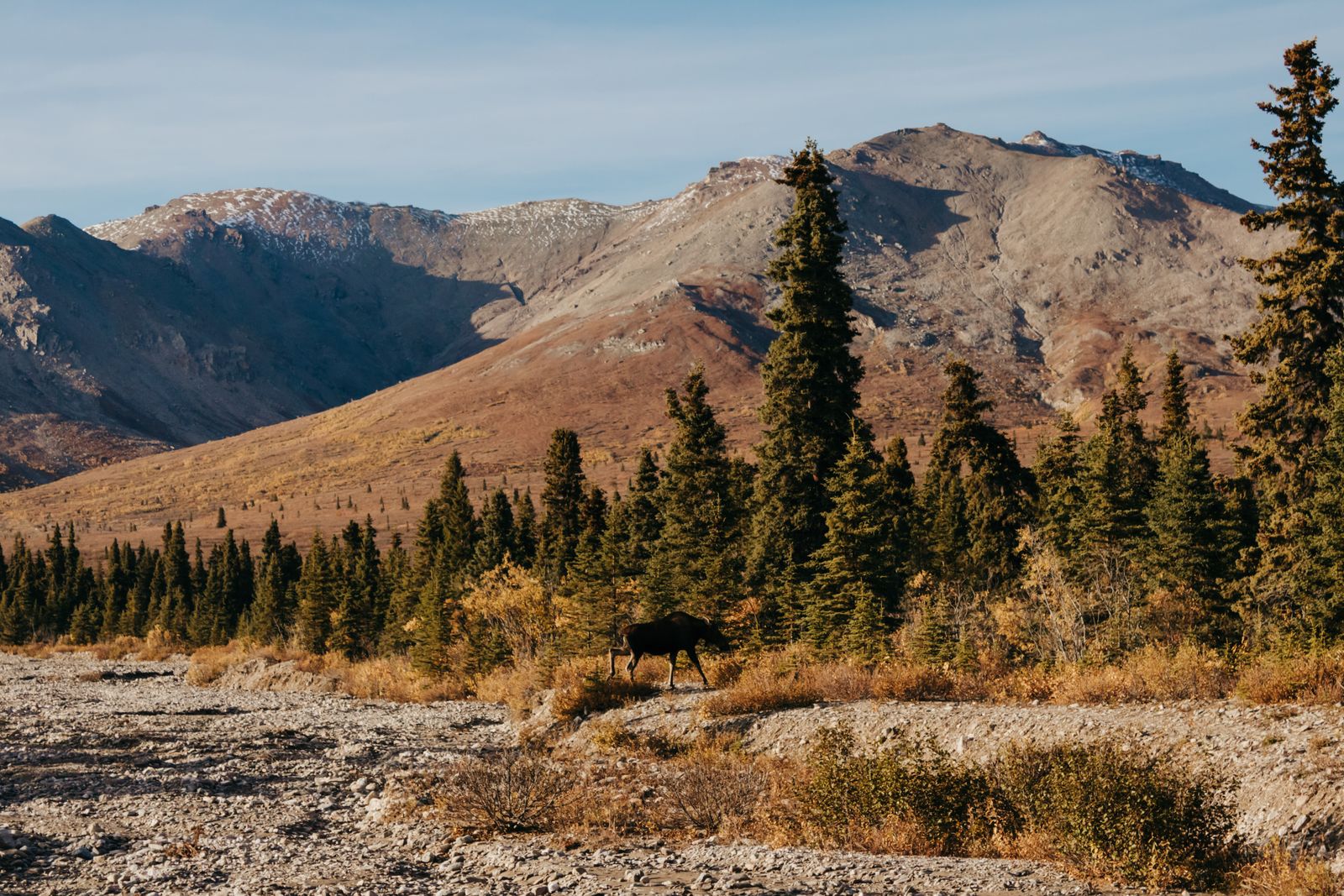 Moose standing in an autumn Alaska field with mountains behind
