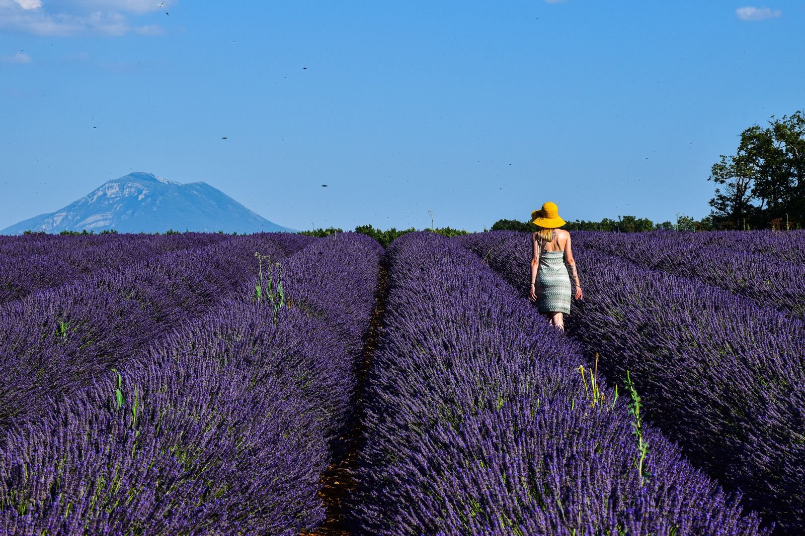 Best time to visit France for Provence and summer