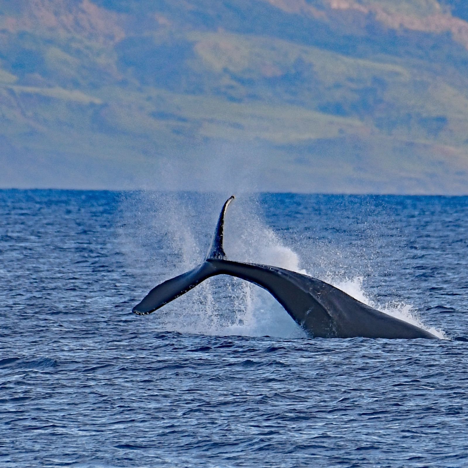 Best time to visit Hawaii for whale season