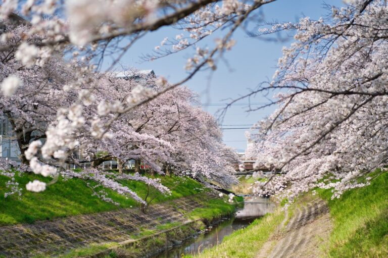 Best time to visit Japan month by month: blossoms, foliage, weather and crowds