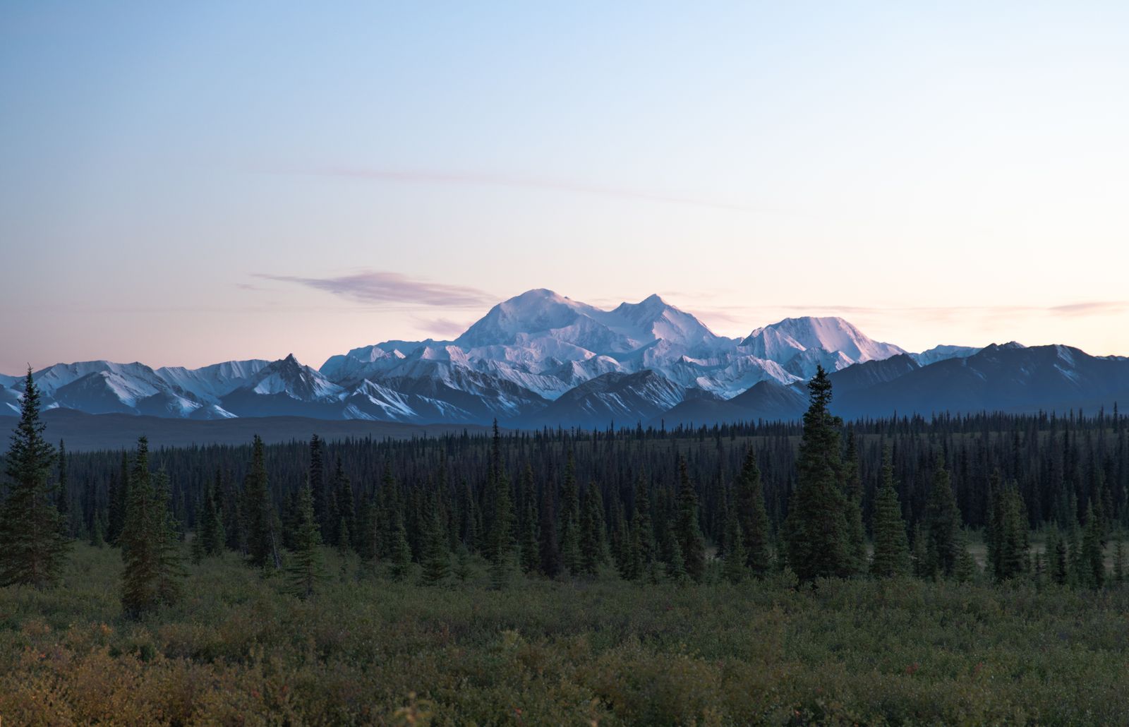 Green spruce forest below snow-covered mountains in Denali National Park