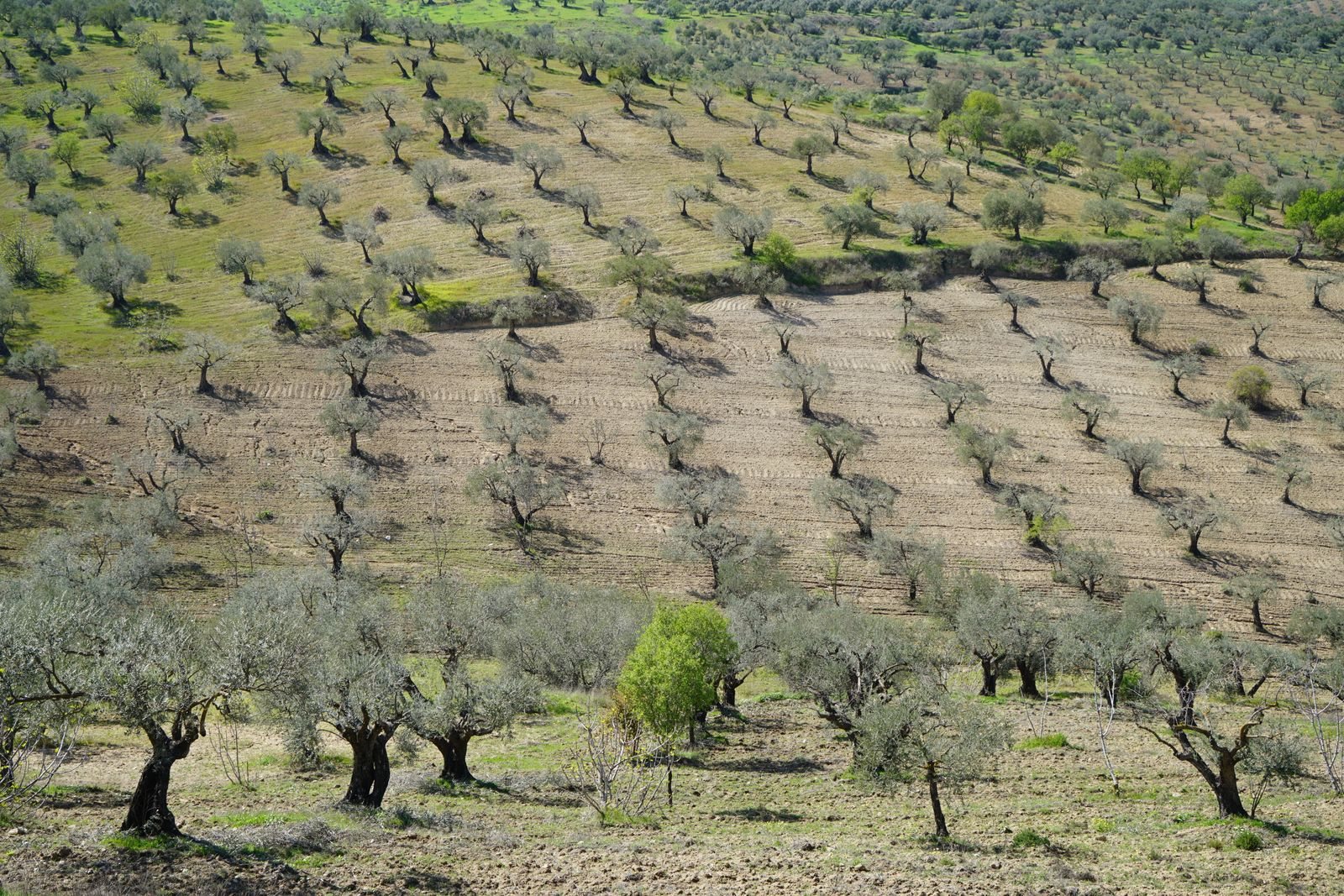 Istria food and wine, from olive oil tastings to hill-town wineries