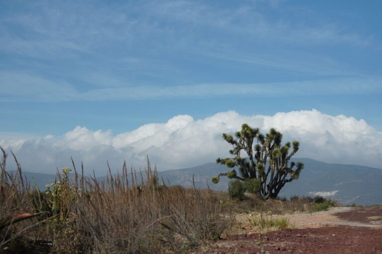 Joshua Tree National Park guide: hikes, Keys View and stargazing