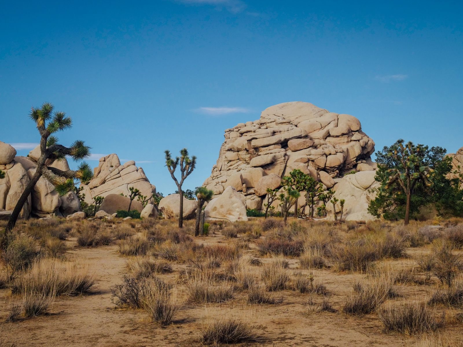 Joshua Tree National Park guide to hikes among the boulders
