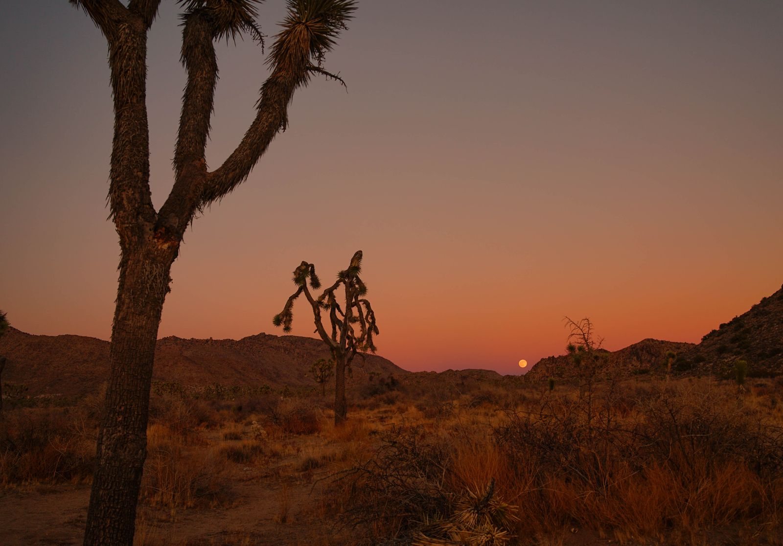 Joshua Tree National Park guide to sunsets and stargazing