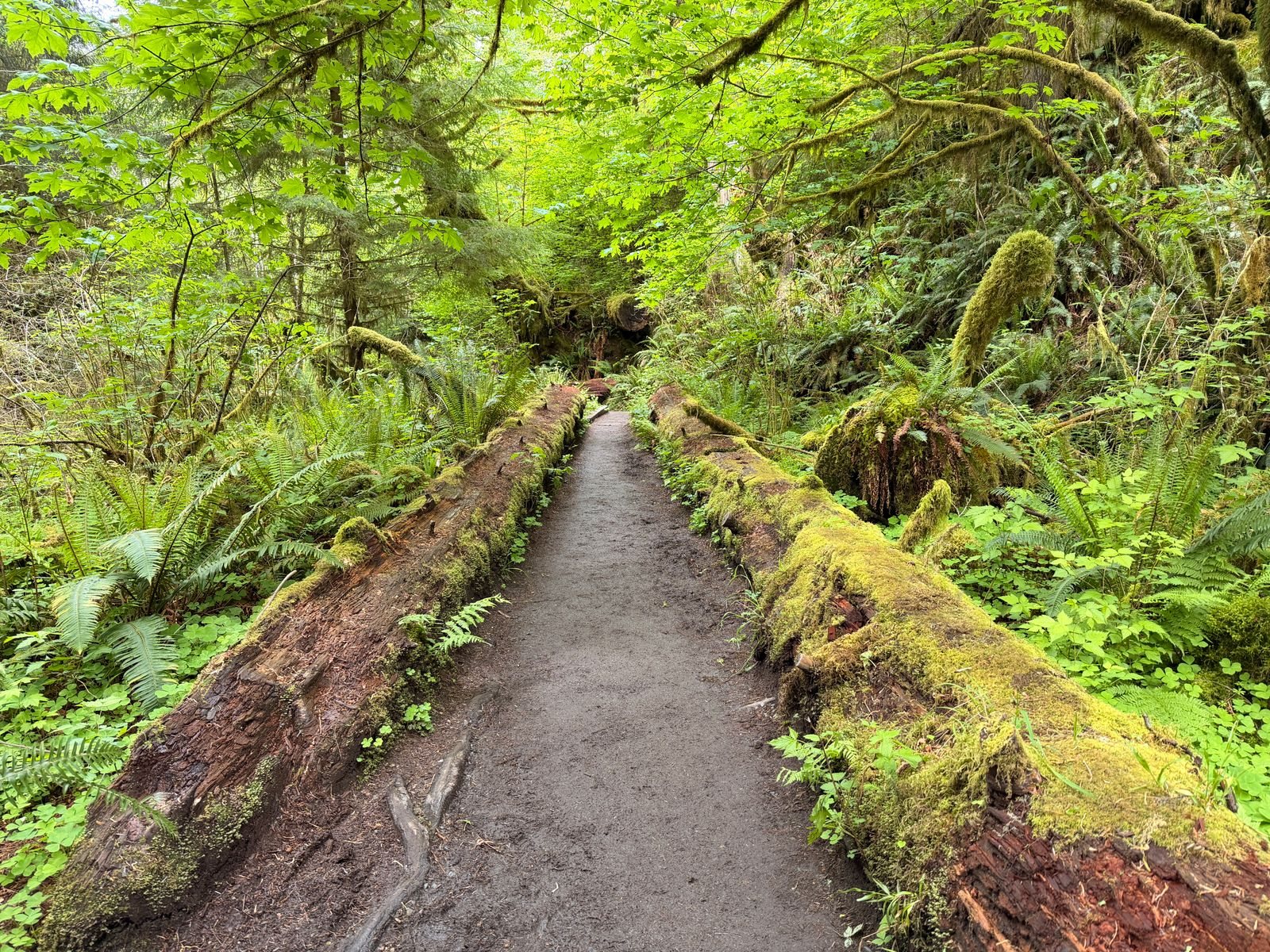 Olympic National Park guide to Hurricane Ridge