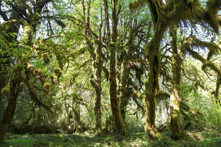 Olympic National Park guide: Hoh Rain Forest, Hurricane Ridge and beaches