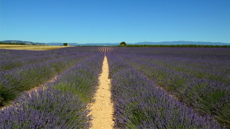 Provence France travel guide: lavender, Luberon villages and markets