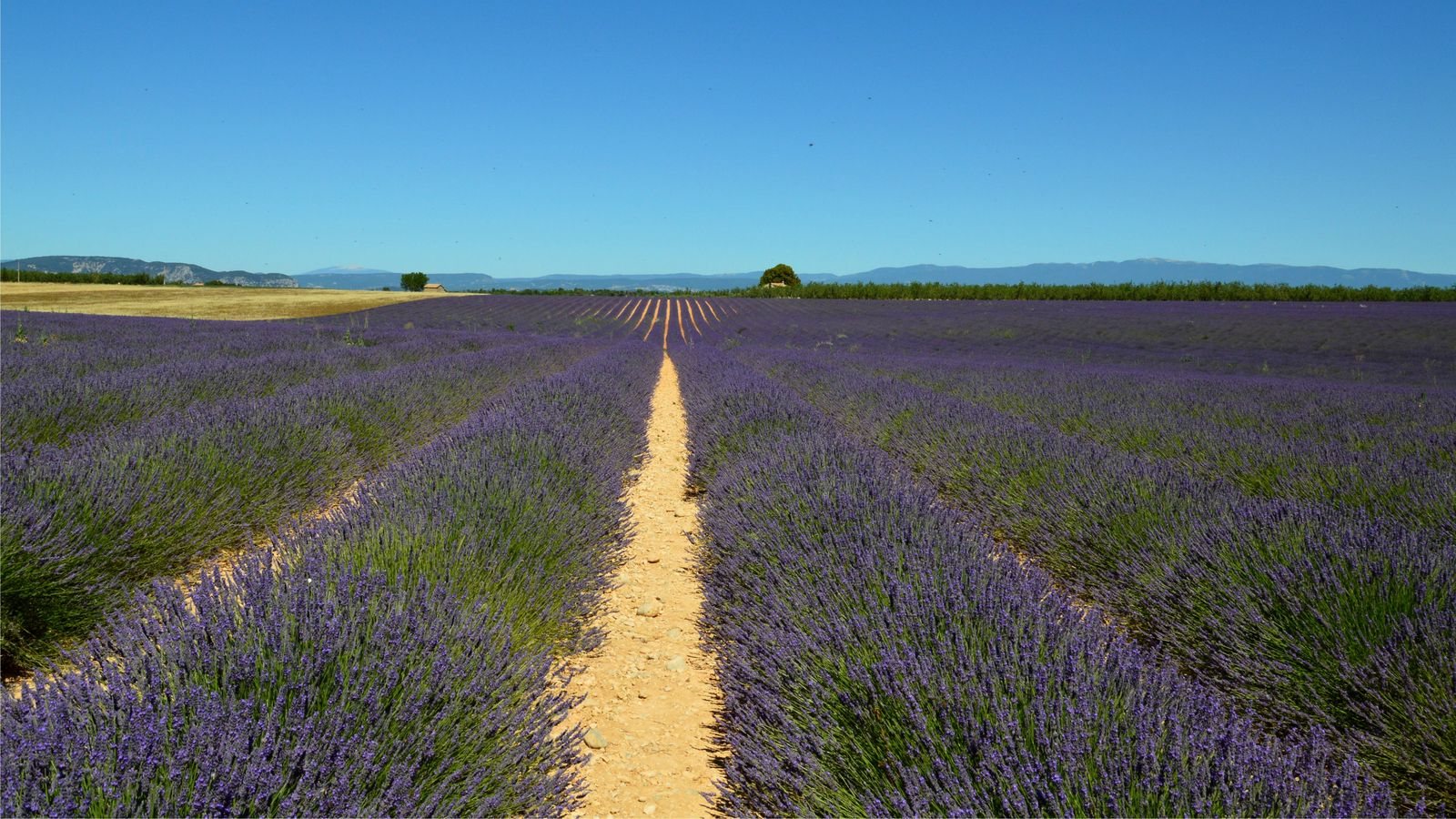 Provence France travel guide: lavender, Luberon villages and markets